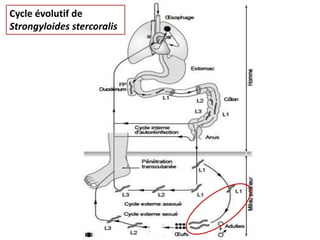 Cycle évolutif de
Strongyloides stercoralis
 