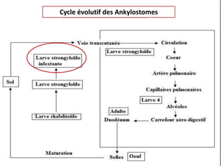 Cycle évolutif des Ankylostomes
 