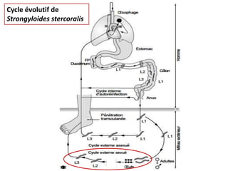Cycle évolutif de
Strongyloides stercoralis
 