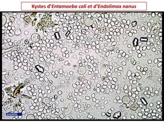 Kystes d’Entamoeba coli et d’Endolimax nanus
 