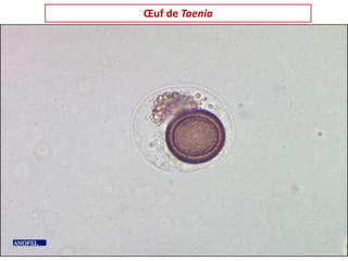 Œuf de Taenia
 