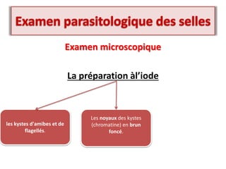 Examen microscopique
La préparation àl’iode
les kystes d'amibes et de
flagellés.
Les noyaux des kystes
(chromatine) en brun
foncé.
 