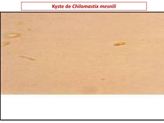 Kyste de Chilomastix mesnili
 