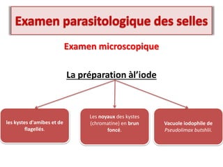 Examen microscopique
La préparation àl’iode
les kystes d'amibes et de
flagellés.
Vacuole iodophile de
Pseudolimax butshlii.
Les noyaux des kystes
(chromatine) en brun
foncé.
 