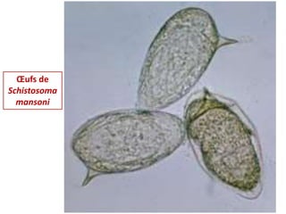Œufs de
Schistosoma
mansoni
 