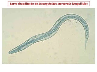 Larve rhabditoide de Strongyloides stercoralis (Anguillule)
 