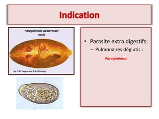 • Parasite extra digestifs:
– Pulmonaires déglutis :
Paragonimus
 
