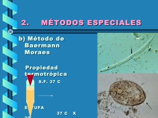 2. MÉTODOS ESPECIALES2. MÉTODOS ESPECIALES
b)b) Método deMétodo de
BaermannBaermann
MoraesMoraes
PropiedadPropiedad
termotrópicatermotrópica
S.F. 37 CS.F. 37 C
ESTUFAESTUFA
37 C X37 C X
 
