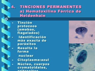 4.4. TINCIONES PERMANENTESTINCIONES PERMANENTES
a) Hematoxilina Férrica dea) Hematoxilina Férrica de
HeidenhainHeidenhain
- TinciónTinción
protozoosprotozoos
(amebas,(amebas,
flagelados)flagelados)
- Identificación- Identificación
más exacta demás exacta de
parásitosparásitos
- Resalta laResalta la
formaforma
nuclearnuclear
- Citoplasma:azulCitoplasma:azul
- Núcleo, cuerposNúcleo, cuerpos
cromatoidales,cromatoidales,
 