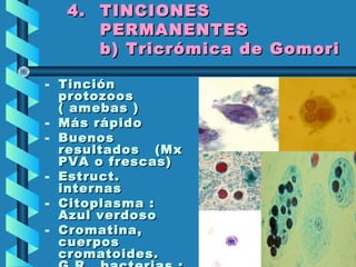 4.4. TINCIONESTINCIONES
PERMANENTESPERMANENTES
b) Tricrómica de Gomorib) Tricrómica de Gomori
- TinciónTinción
protozoosprotozoos
( amebas )( amebas )
- Más rápidoMás rápido
- BuenosBuenos
resultados (Mxresultados (Mx
PVA o frescas)PVA o frescas)
- Estruct.Estruct.
internasinternas
- Citoplasma :Citoplasma :
Azul verdosoAzul verdoso
- Cromatina,Cromatina,
cuerposcuerpos
cromatoides.cromatoides.
 