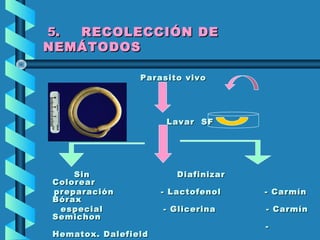 55. RECOLECCIÓN DE. RECOLECCIÓN DE
NEMÁTODOSNEMÁTODOS
Parasito vivoParasito vivo
Formol 10%Formol 10%
Lavar SFLavar SF
Sin DiafinizarSin Diafinizar
ColorearColorear
preparación - Lactofenol - Carmínpreparación - Lactofenol - Carmín
BóraxBórax
especial - Glicerina - Carmínespecial - Glicerina - Carmín
SemichonSemichon
--
Hematox. DalefieldHematox. Dalefield
 