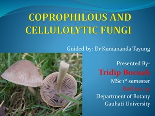 Guided by: Dr Kumananda Tayung
Presented By-
Tridip Boruah
MSc 1st semester
Roll no: 37
Department of Botany
Gauhati University
 