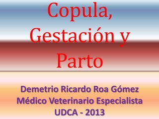 Copula,
   Gestación y
     Parto
Demetrio Ricardo Roa Gómez
Médico Veterinario Especialista
        UDCA - 2013
 