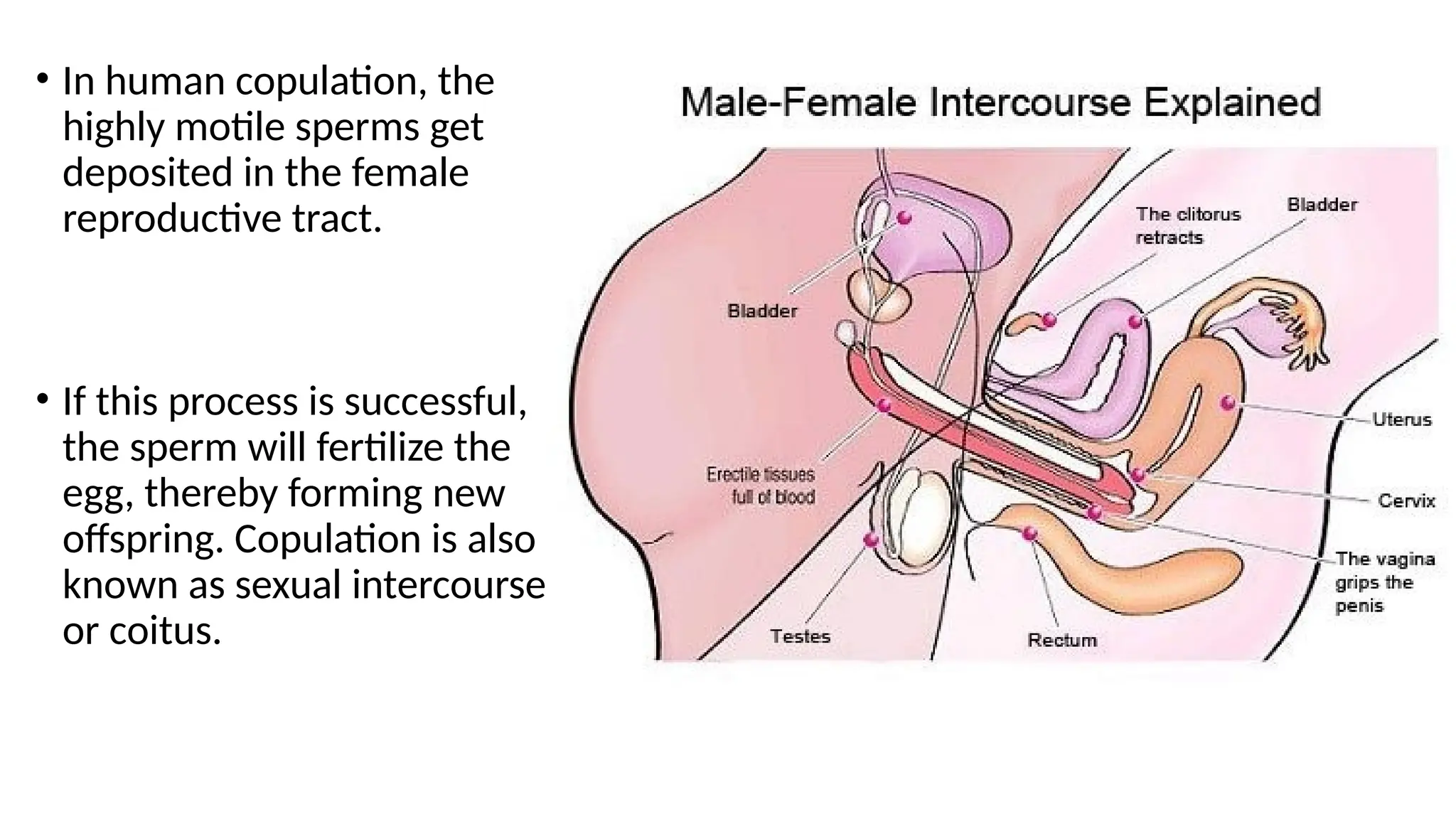 • In human copulation, the
highly motile sperms get
deposited in the female
reproductive tract.
• If this process is successful,
the sperm will fertilize the
egg, thereby forming new
offspring. Copulation is also
known as sexual intercourse
or coitus.