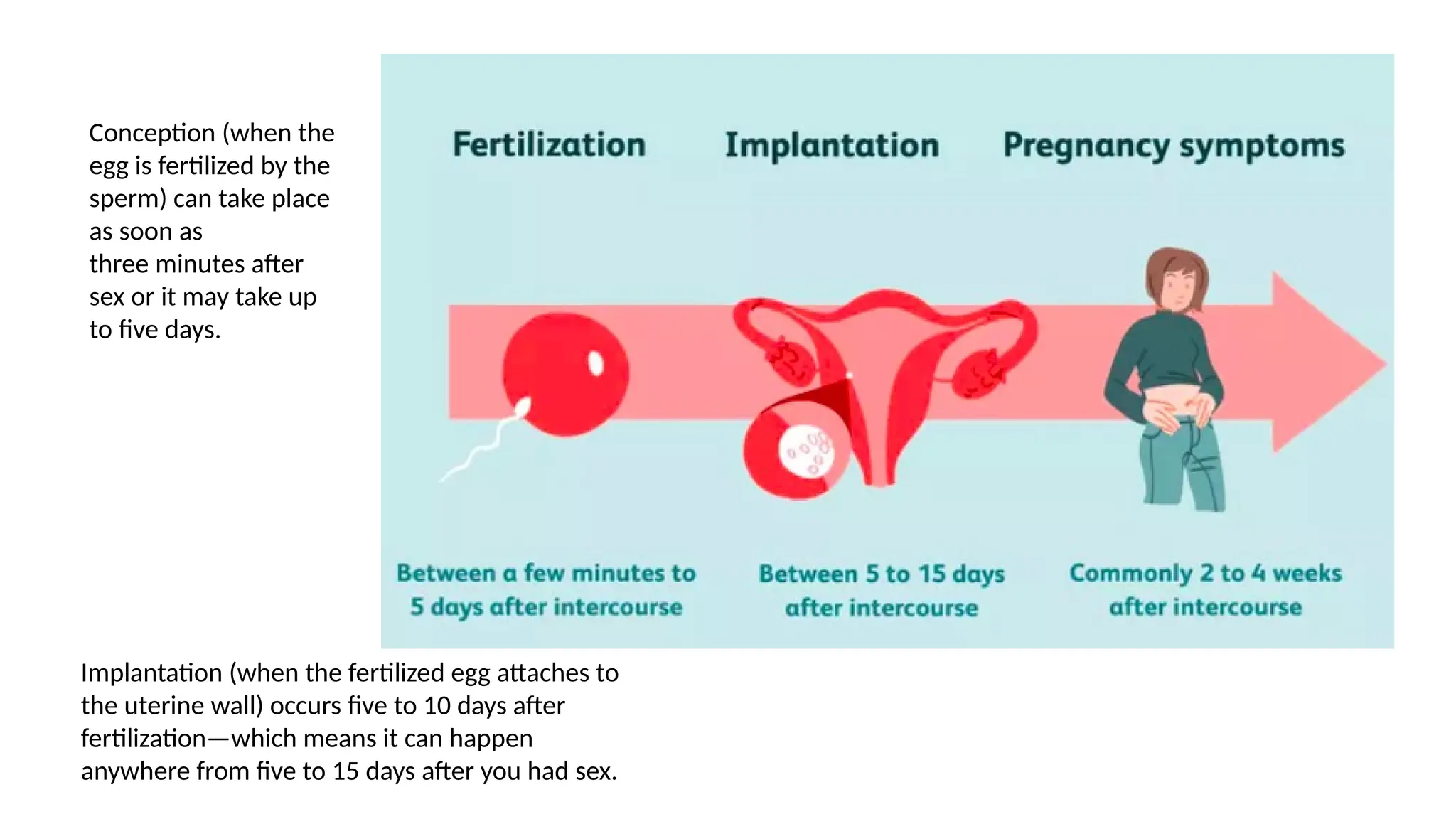 Conception (when the
egg is fertilized by the
sperm) can take place
as soon as
three minutes after
sex or it may take up
to five days.
Implantation (when the fertilized egg attaches to
the uterine wall) occurs five to 10 days after
fertilization—which means it can happen
anywhere from five to 15 days after you had sex.