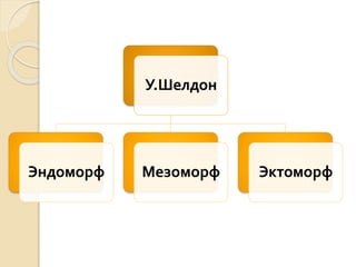 У.Шелдон
Эндоморф Мезоморф Эктоморф
 