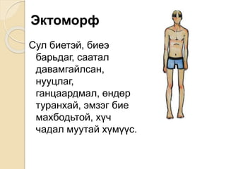 Эктоморф
Сул биетэй, биеэ
барьдаг, саатал
давамгайлсан,
нууцлаг,
ганцаардмал, өндөр
туранхай, эмзэг бие
махбодьтой, хүч
чадал муутай хүмүүс.
 
