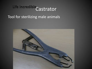 Castrator
Tool for sterilizing male animals
 