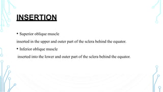 INSERTION
• Superior oblique muscle
inserted in the upper and outer part of the sclera behind the equator.
• Inferior oblique muscle
inserted into the lower and outer part of the sclera behind the equator.
 
