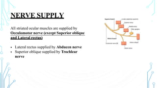 NERVE SUPPLY
All striated ocular muscles are supplied by
Occulomotor nerve (except Superior oblique
and Lateral rectus)
•
•
Lateral rectus supplied by Abducen nerve
Superior oblique supplied by Trochlear
nerve
 