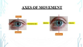 AXES OF MOVEMENT
 