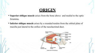 ORIGIN
• Superior oblique muscle arises from the bone above and medial to the optic
foramina.
• Inferior oblique muscle arises by a rounded tendon from the orbital plate of
maxilla just lateral to the orifice of the nasolacrimal duct.
 