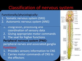 Pns Classification Histology of nervous system | PPTX