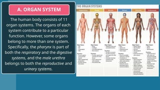 Copy-of-LESSON-2-HUMAN-ANATOMY_11 organs.pptx