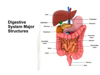 Digestive System Primary Structures Copy- of-Lesson-6-Digestive-System.pptx