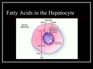 Fatty Acids in the Hepatocyte 