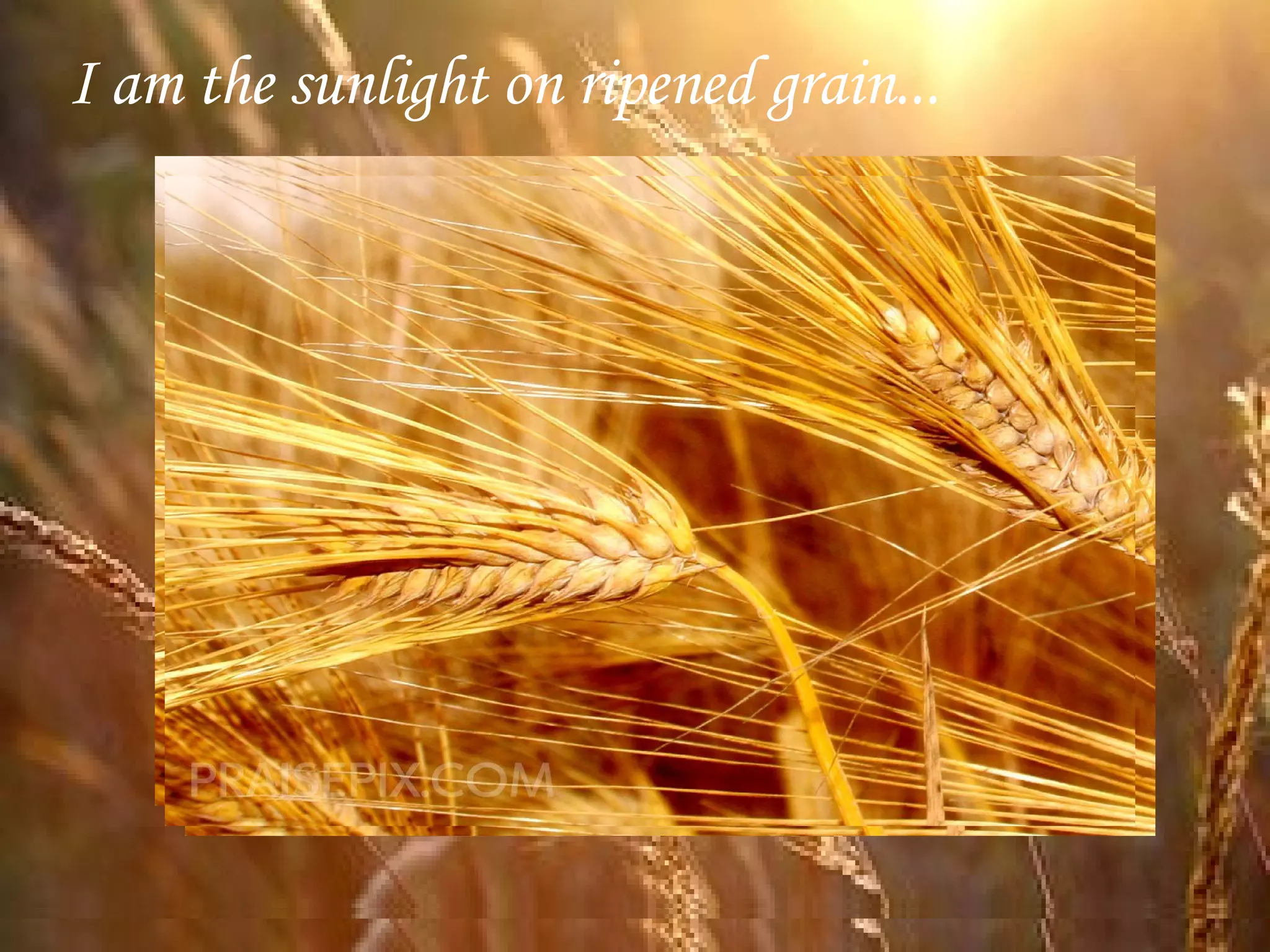 I am the sunlight on ripened grain...