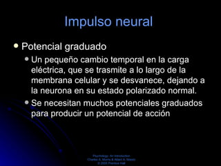 Impulso neural  <ul><li>Potencial graduado </li></ul><ul><ul><li>Un pequeño cambio temporal en la carga eléctrica, que se ...