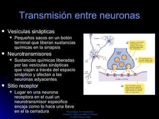 Transmisión entre neuronas <ul><li>Vesículas sinápticas  </li></ul><ul><ul><li>Pequeños sacos en un botón terminal que lib...