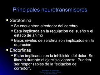 Principales neurotransmisores <ul><li>Serotonina  </li></ul><ul><ul><li>Se encuentran alrededor del cerebro  </li></ul></u...