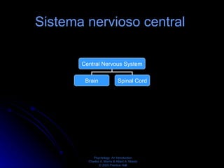 Sistema nervioso central   Central Nervous System Brain Spinal Cord 