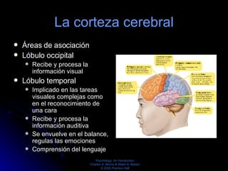 La corteza cerebral <ul><li>Áreas de asociación  </li></ul><ul><li>Lóbulo occipital </li></ul><ul><ul><li>Recibe y procesa...