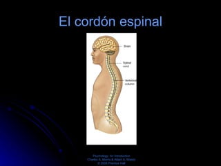 El cordón espinal 