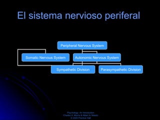 El sistema nervioso periferal   Peripheral Nervous System Somatic Nervous System Autonomic Nervous System Sympathetic Divi...