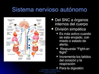Sistema nervioso autónomo <ul><li>Del SNC a órganos internos del cuerpo  </li></ul><ul><li>División simpática  </li></ul><...