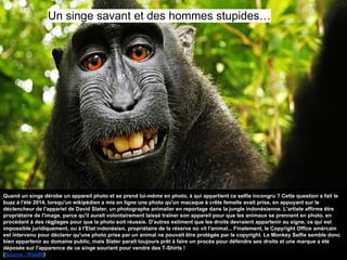 Quand un singe dérobe un appareil photo et se prend lui-même en photo, à qui appartient ce selfie incongru ? Cette question a fait le
buzz à l'été 2014, lorsqu'un wikipédien a mis en ligne une photo qu'un macaque à crête femelle avait prise, en appuyant sur le
déclencheur de l'appariel de David Slater, un photographe animalier en reportage dans la jungle indonésienne. L'artiste affirme être
propriétaire de l'image, parce qu'il aurait volontairement laissé traîner son appareil pour que les animaux se prennent en photo, en
procédant à des régjlages pour que la photo soit réussie. D'autres estiment que les droits devraient appartenir au signe, ce qui est
impossible juridiquement, ou à l'Etat indonésien, propriétaire de la réserve où vit l'animal... Finalement, le Copyright Office amércain
est intervenu pour déclarer qu'une photo prise par un animal ne pouvait être protégée par le copyright. Le Monkey Selfie semble donc
bien appartenir au domaine public, mais Slater paraît toujours prêt à faire un procès pour défendre ses droits et une marque a été
déposée sur l'apparence de ce singe souriant pour vendre des T-Shirts !
(Source : Rue89)
Un singe savant et des hommes stupides…
 
