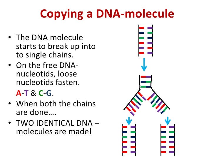 Copying dna and making proteins