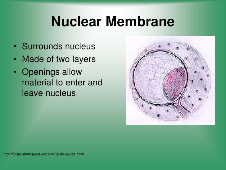 materials nucleus exit how and the enter ch. copy.ppsx Copy; cell structure keynote; & 3; function materials nucleus exit how and the enter ch. copy.ppsx Copy; cell structure keynote; & 3; function