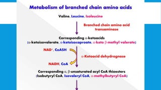 METABOLISM OF BRANCHED CHAIN AMINO ACIDS.pptx