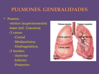 Copy of 3- Caja toraxica, pleura y Pulmón-1.pptx