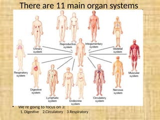organ systems for older kids and teens powerpoint | PPTX