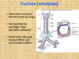 Windpipe Collapse organ systems for older kids and teens powerpoint | PPTX