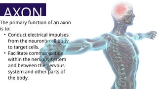 AXONAL CONDUCTION.pptx Axonal conduction is the process by which ...