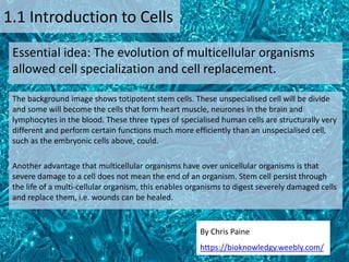 By Chris Paine
https://bioknowledgy.weebly.com/
1.1 Introduction to Cells
Essential idea: The evolution of multicellular organisms
allowed cell specialization and cell replacement.
The background image shows totipotent stem cells. These unspecialised cell will be divide
and some will become the cells that form heart muscle, neurones in the brain and
lymphocytes in the blood. These three types of specialised human cells are structurally very
different and perform certain functions much more efficiently than an unspecialised cell,
such as the embryonic cells above, could.
Another advantage that multicellular organisms have over unicellular organisms is that
severe damage to a cell does not mean the end of an organism. Stem cell persist through
the life of a multi-cellular organism, this enables organisms to digest severely damaged cells
and replace them, i.e. wounds can be healed.
 