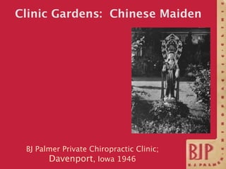 Clinic Gardens: Chinese Maiden




 BJ Palmer Private Chiropractic Clinic;
       Davenport, Iowa 1946
 