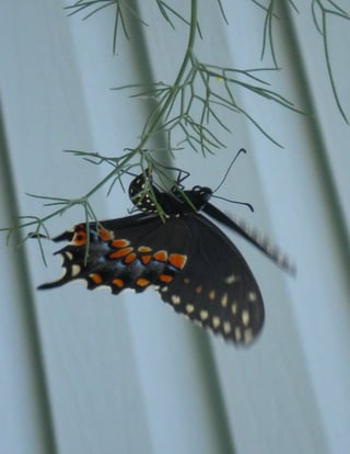 Black Swallowtail Laying Egg on Fennel